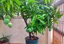 All Time Mango Plant Manufacturer & Supplier in India